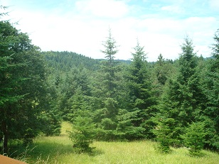 View from deck
